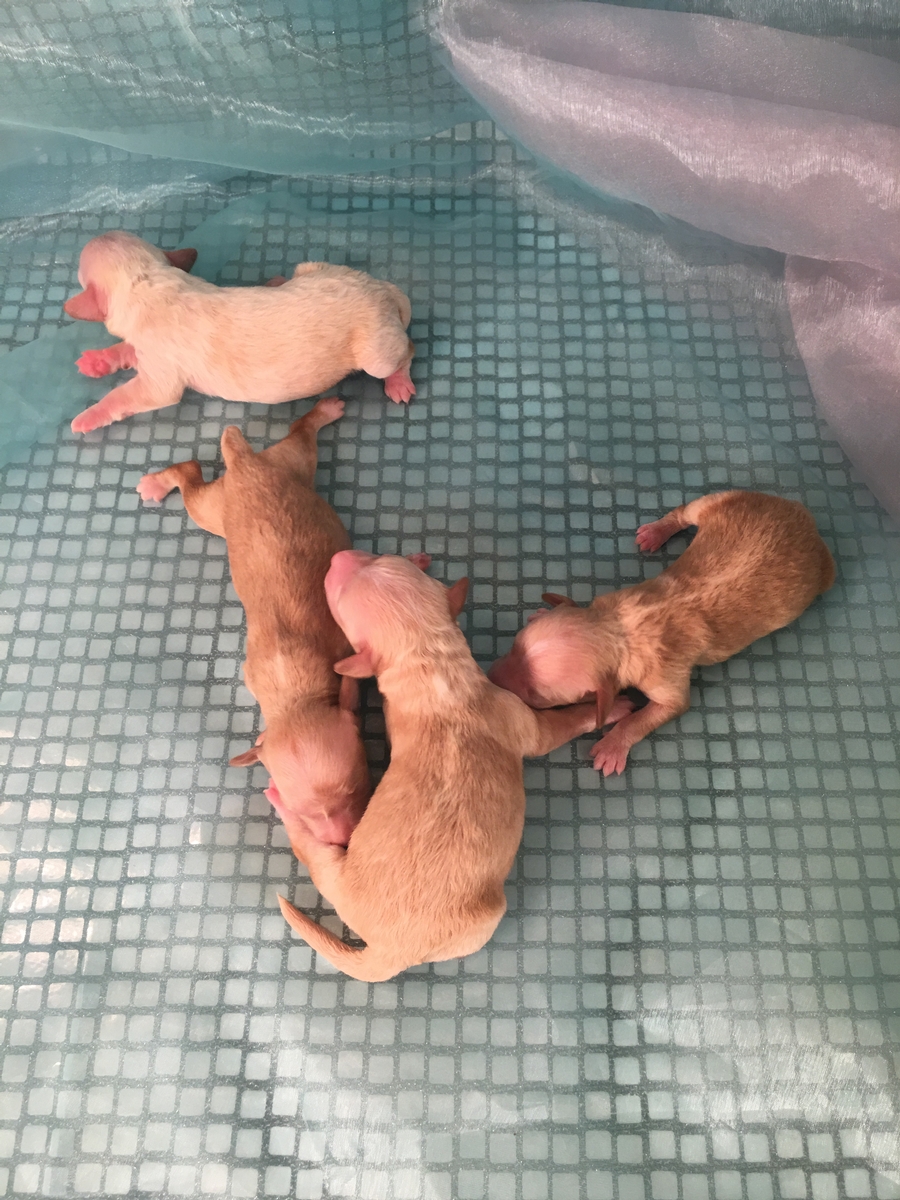Attention Illinois, Minnesota, Iowa, and Wisconsin! Iowa's Top Bichon Poodle Breeders Have Puppies for Sale Right Now!